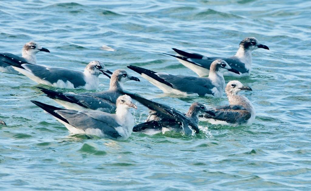 Laughing Gull by Sergey Yeliseev is licensed under CC BY-NC-ND 2.0.